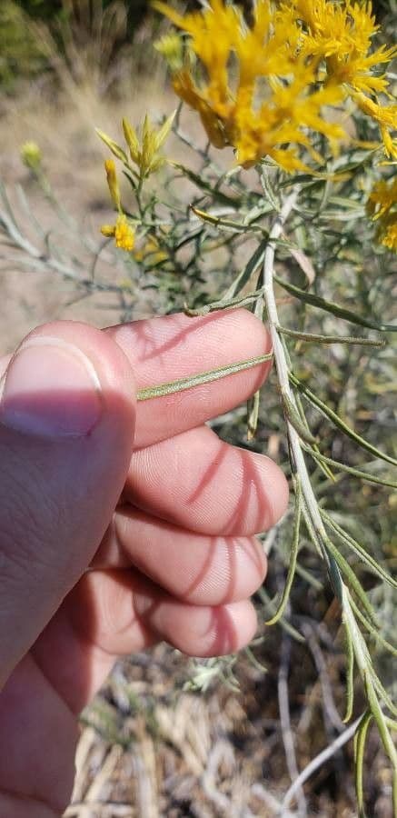 Ericameria paniculata 6