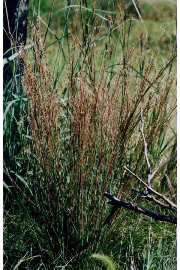 Erba della prateria 5