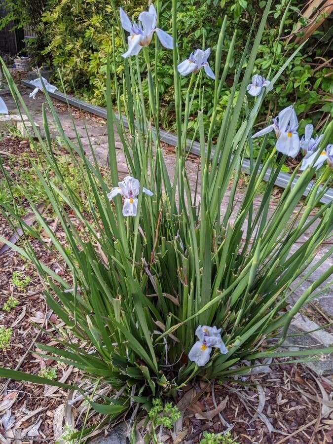 Iris selvatico a fiore grande 12