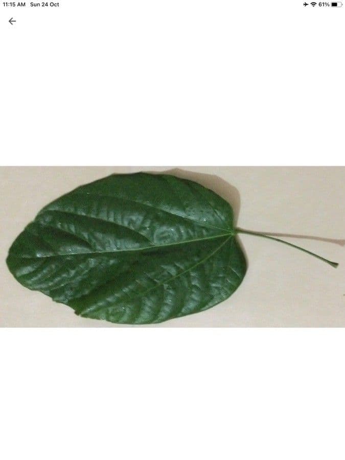 Pangium edule 5
