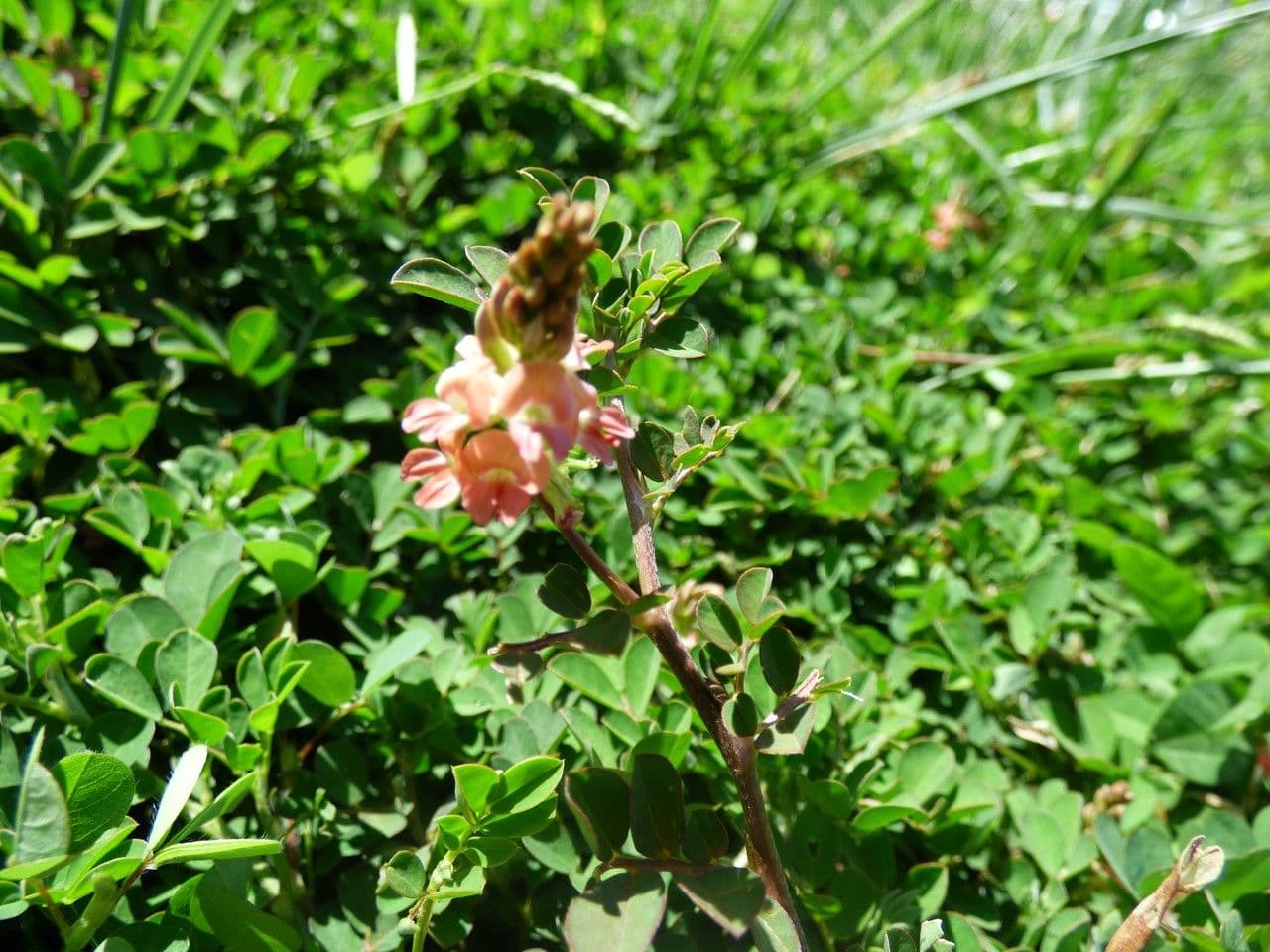 Indigofera hendecaphylla 20