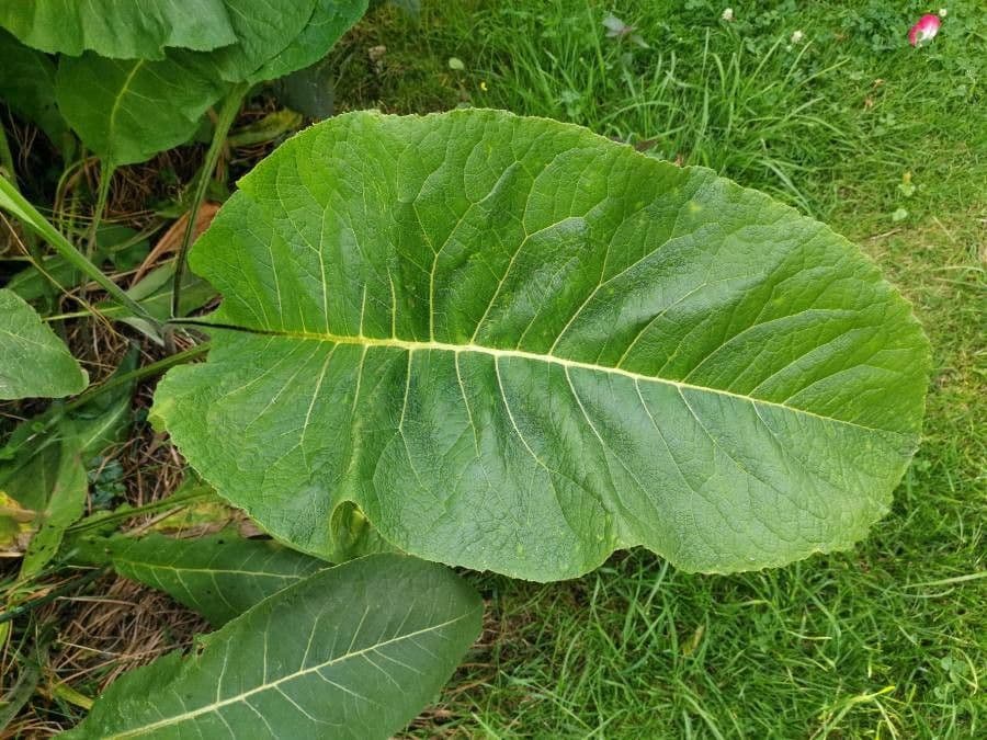 Inula 10