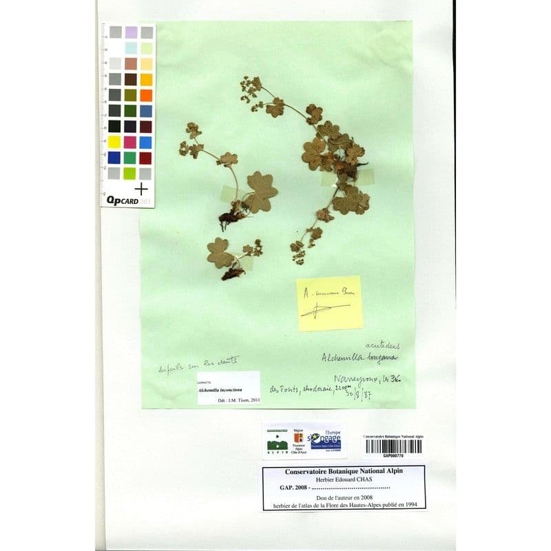 Alchemilla 6