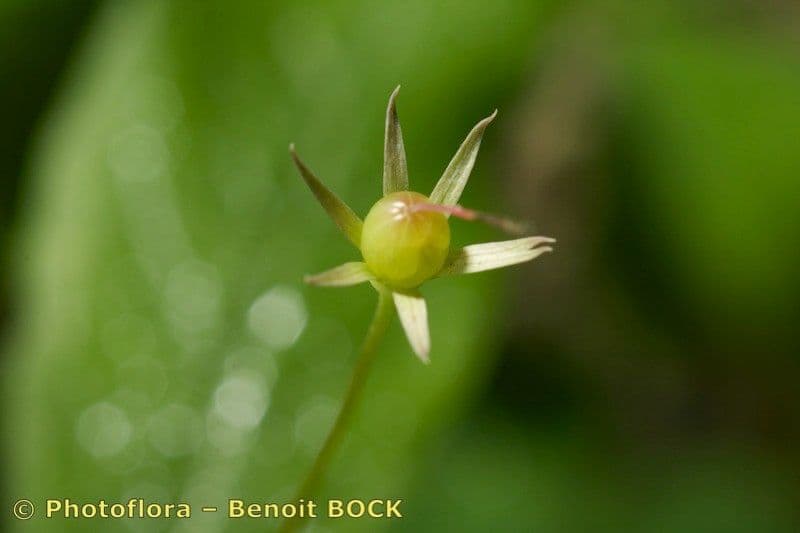 Trientalis 2
