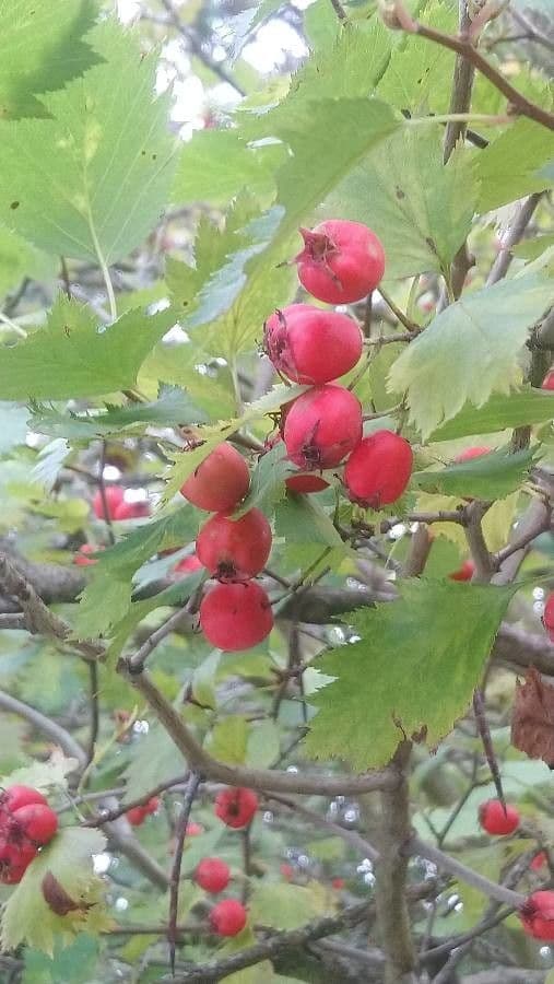 Hagelweisse 4
