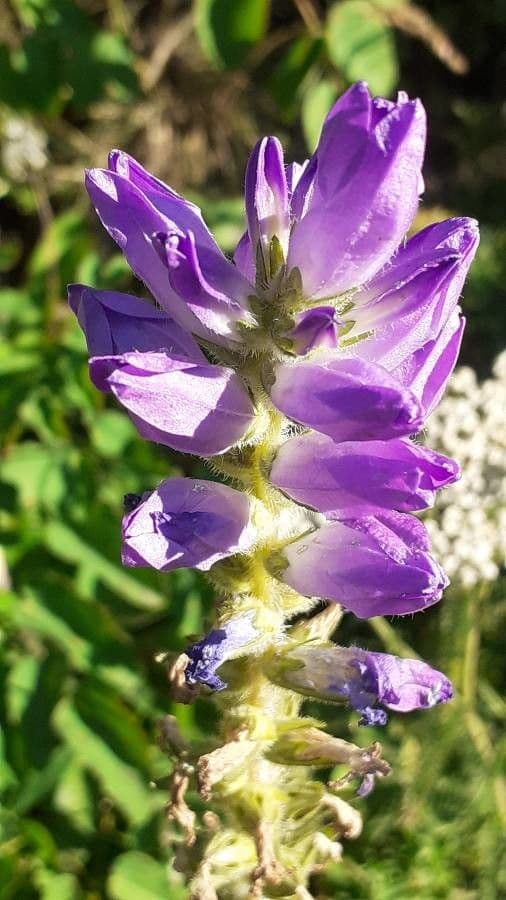 Campanula spigata 3