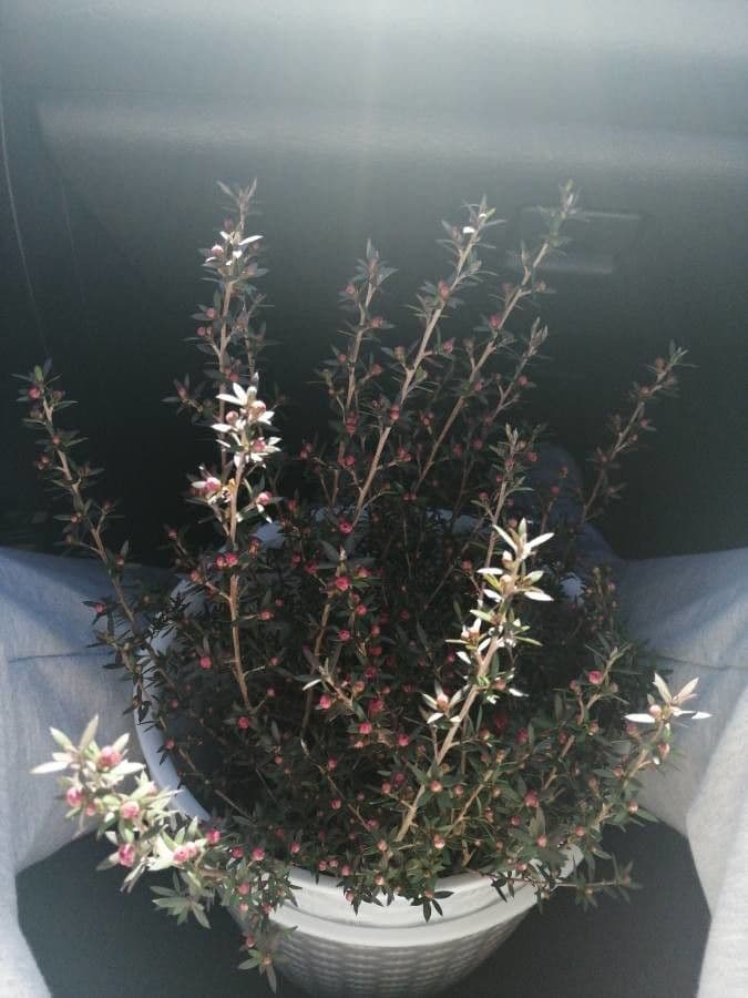 Leptospermo 3