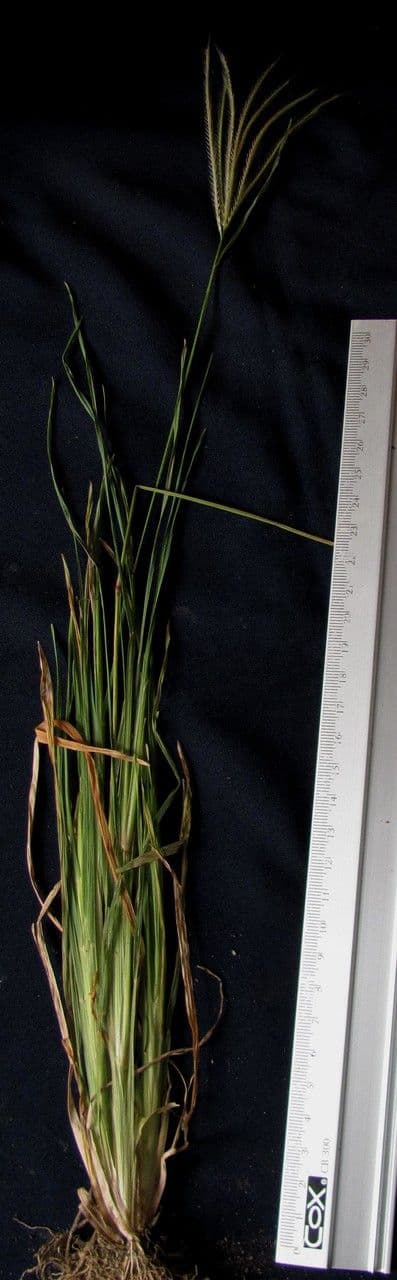 Chloris promienna 9