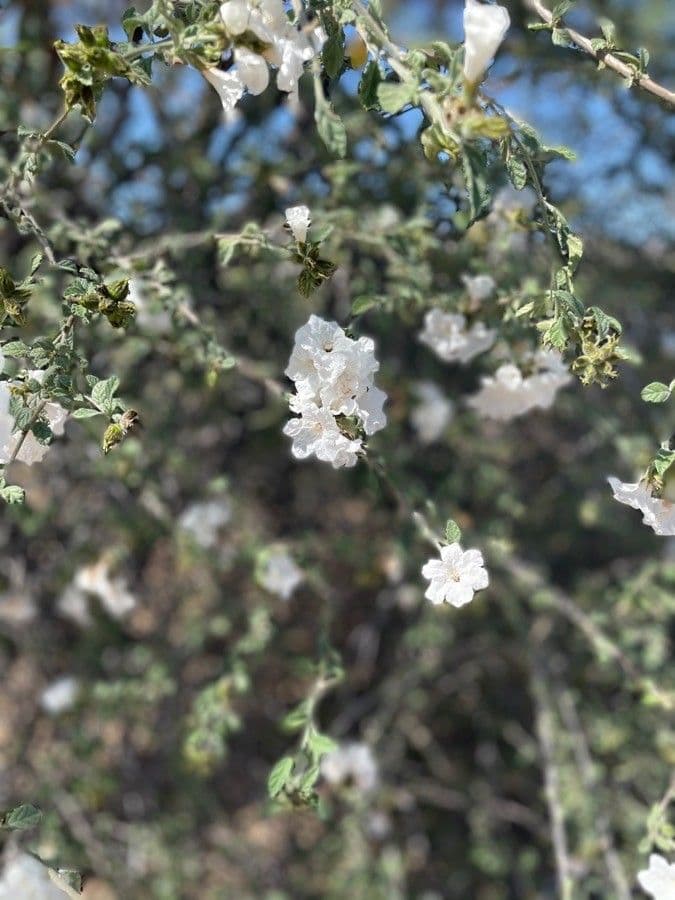 Kleinblättrige Cordia 2