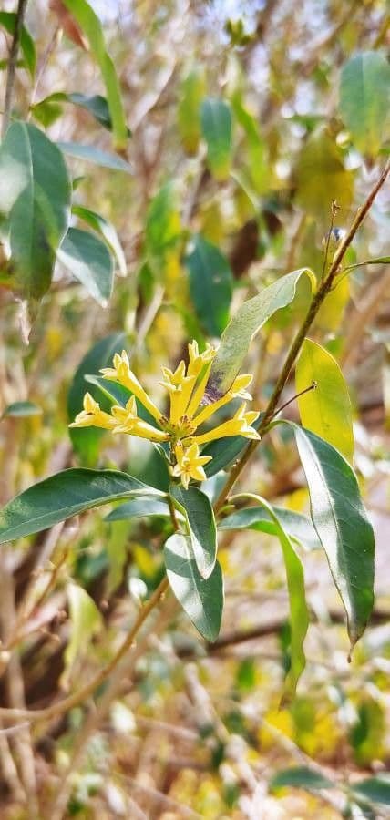 Cestrum arancione 13