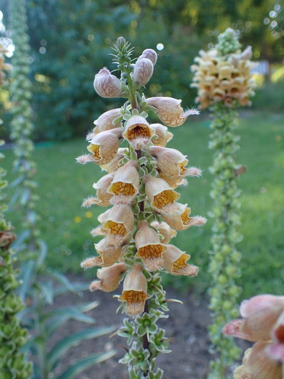 Digitale rugginosa