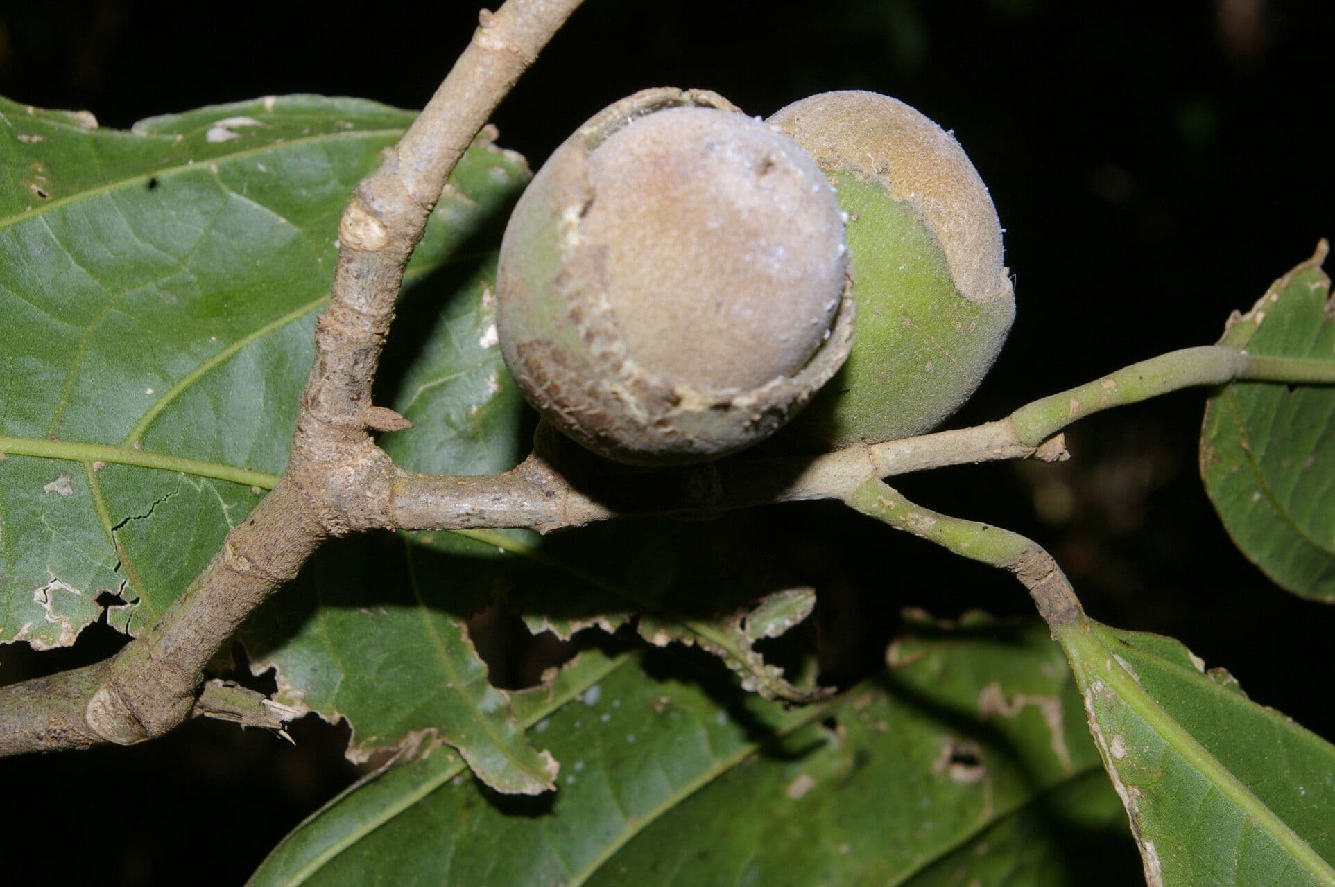 Quararibea funebris 2