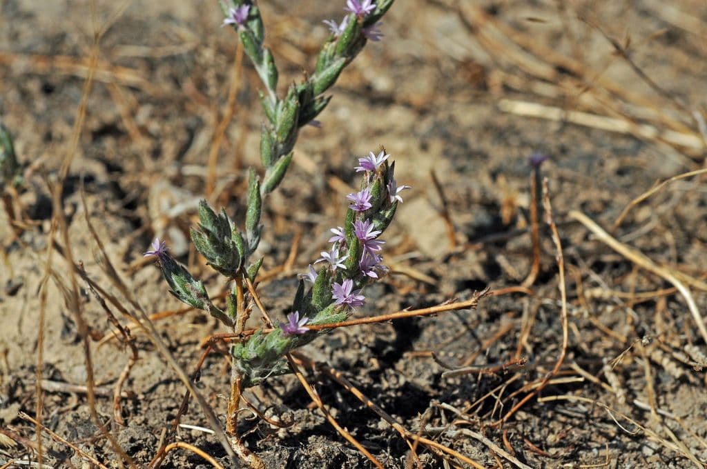 Lessingia lanuginosa 6