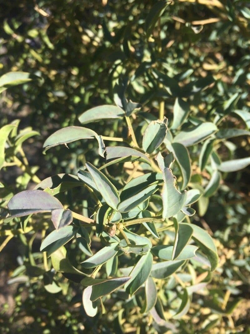 Adenocarpus 13