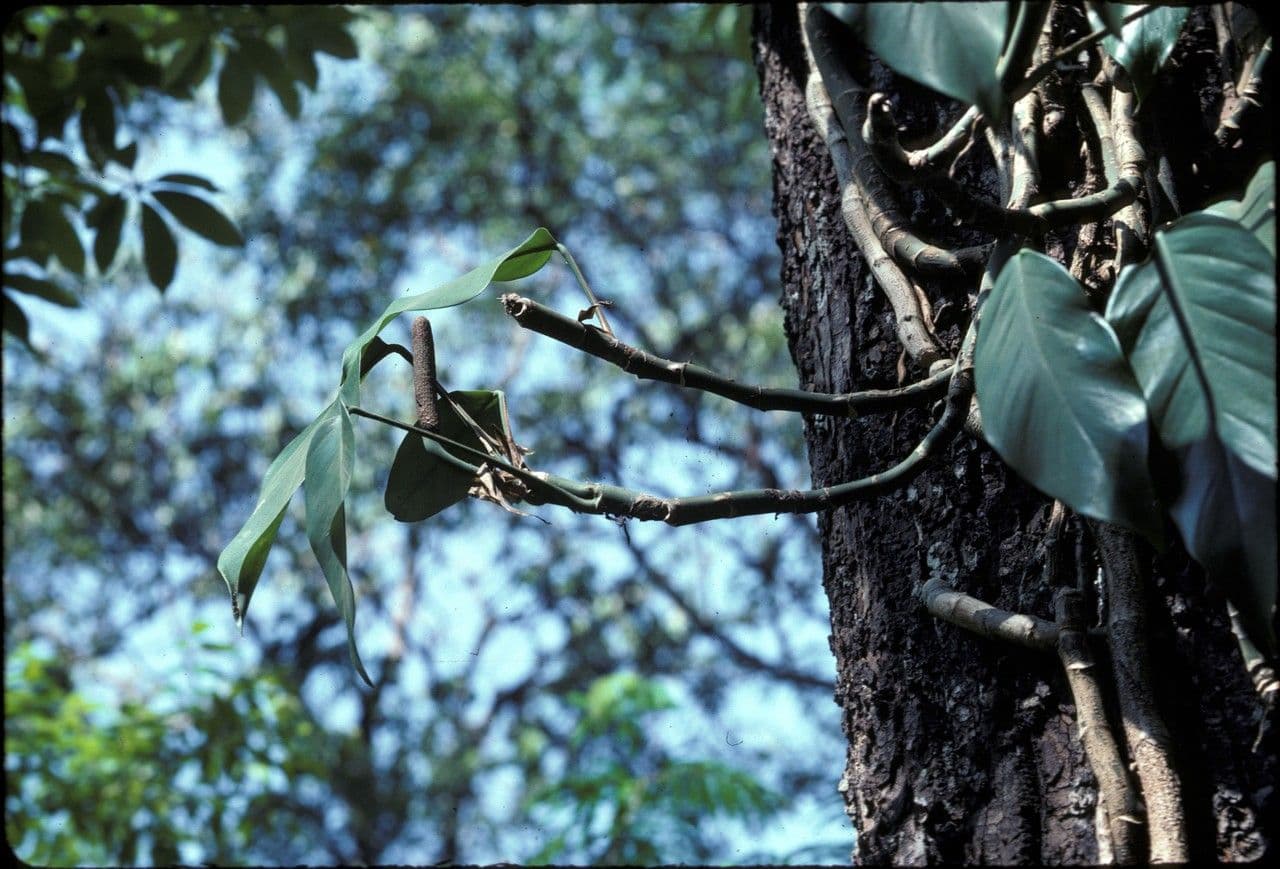 Rhaphidophora