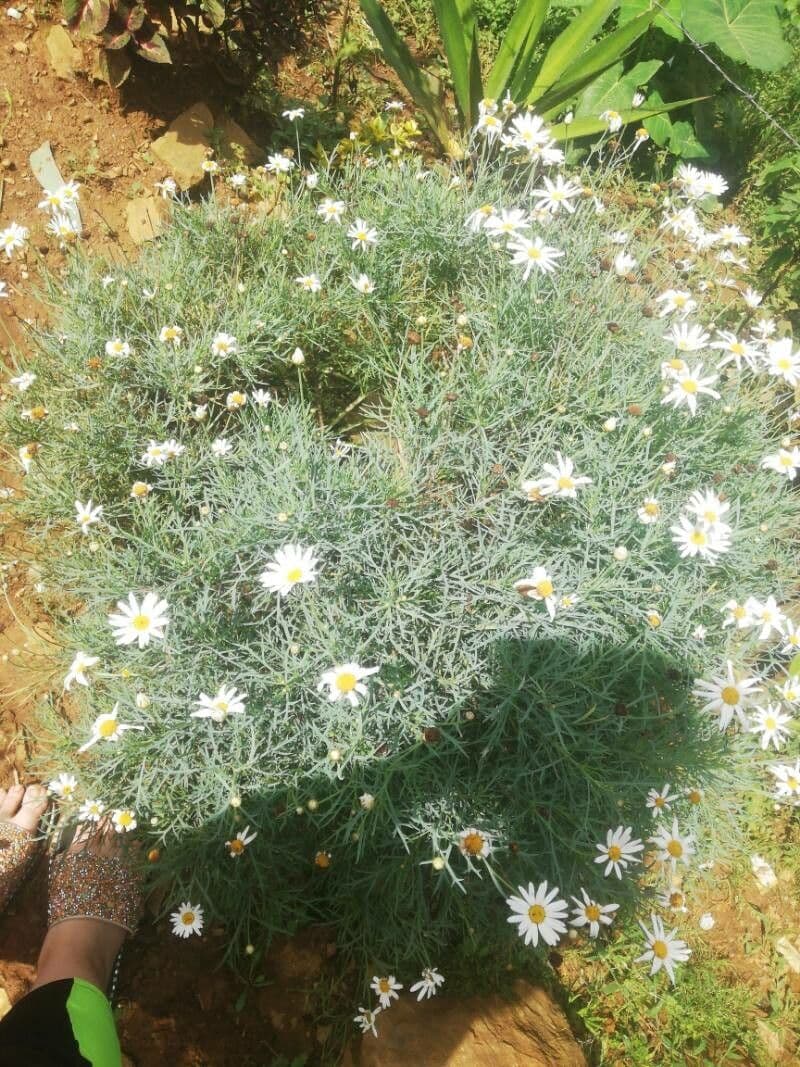 Argyranthemum 3