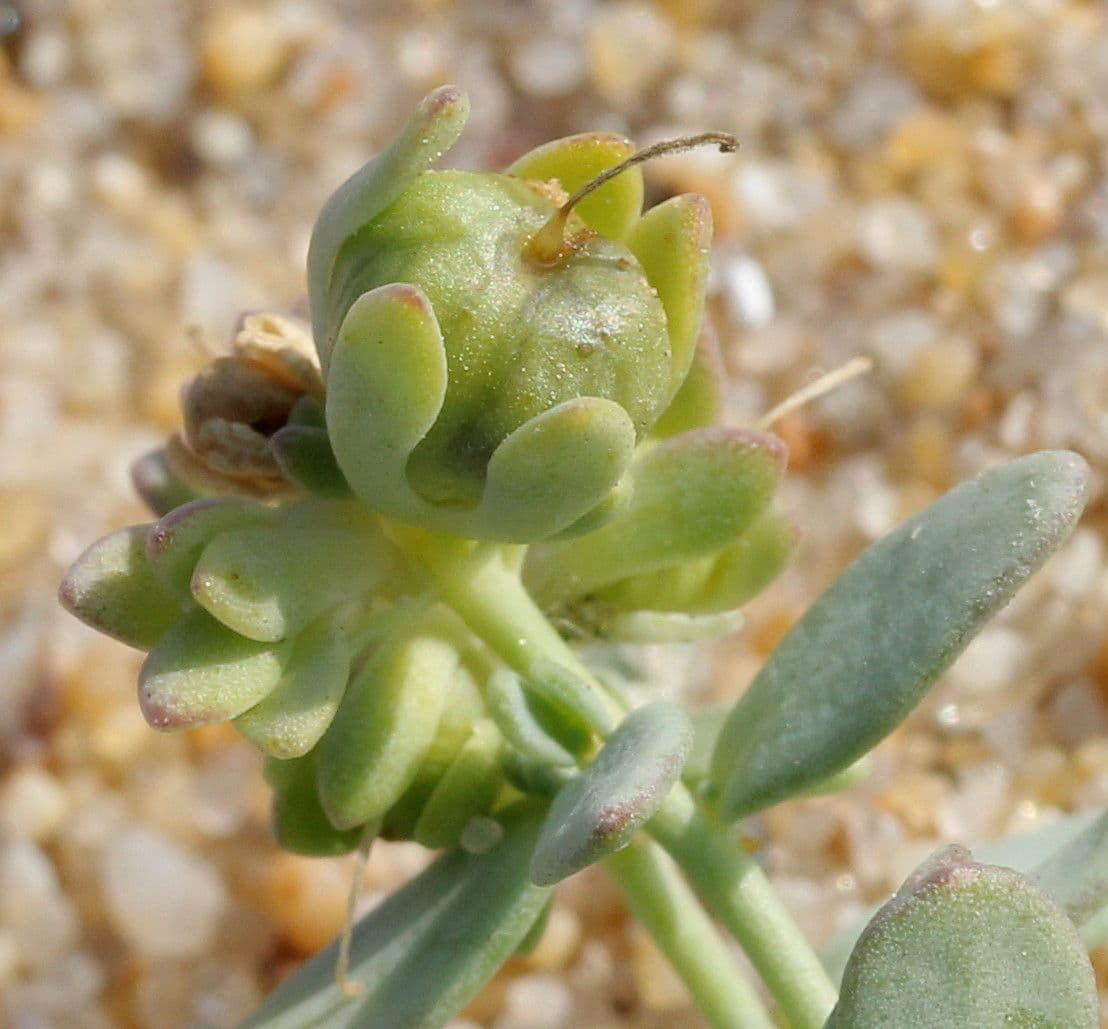 Linaria 2