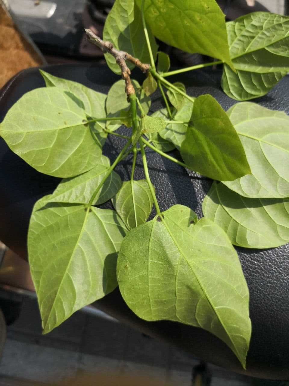 Catalpa di Bunge 12