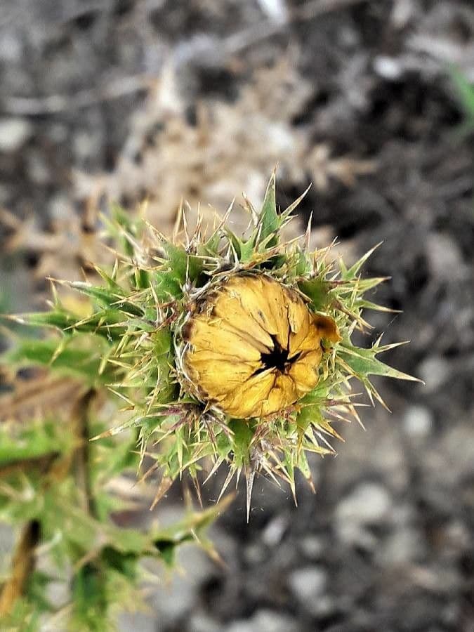 Carlina corimbosa