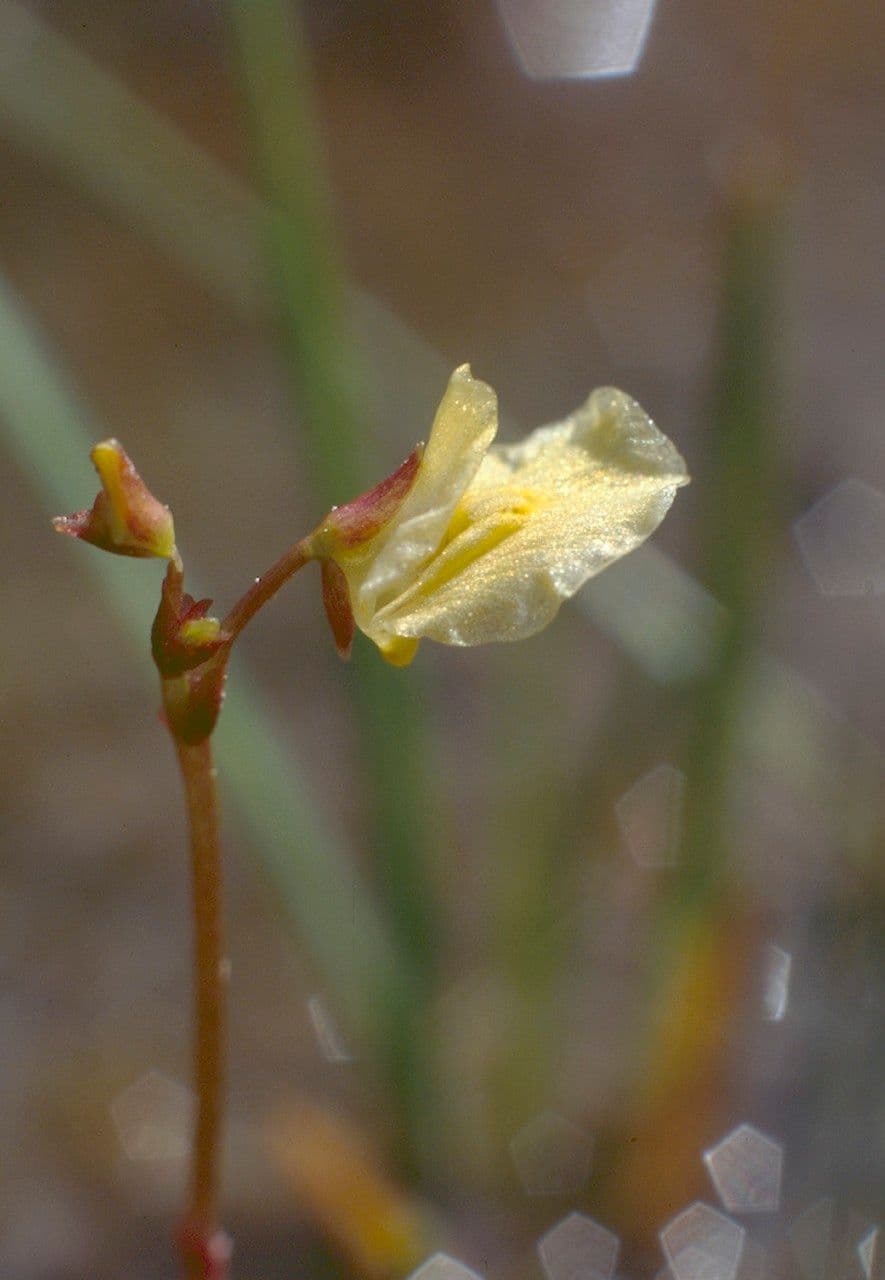 Erba-vescica minore 9