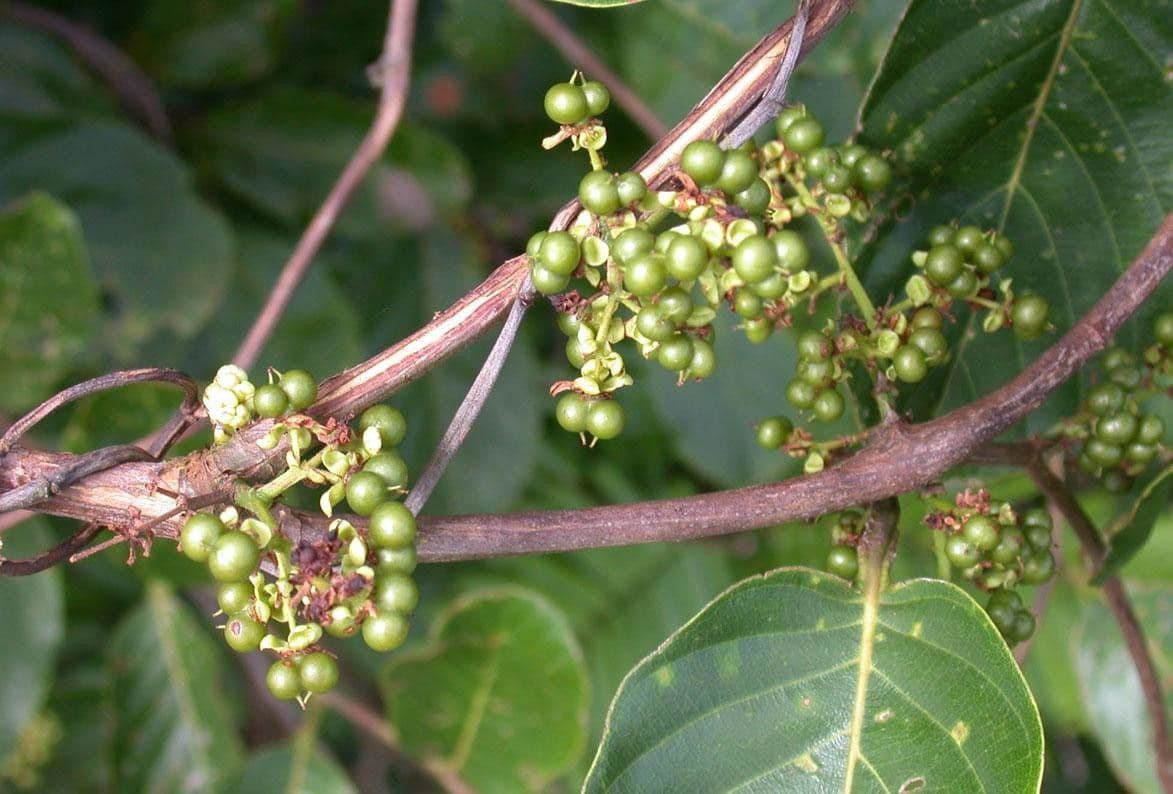 Pinzona coriacea 5