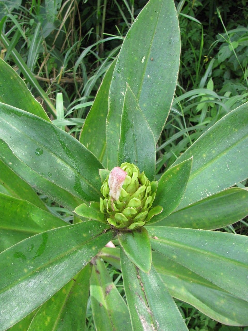 Costus 15