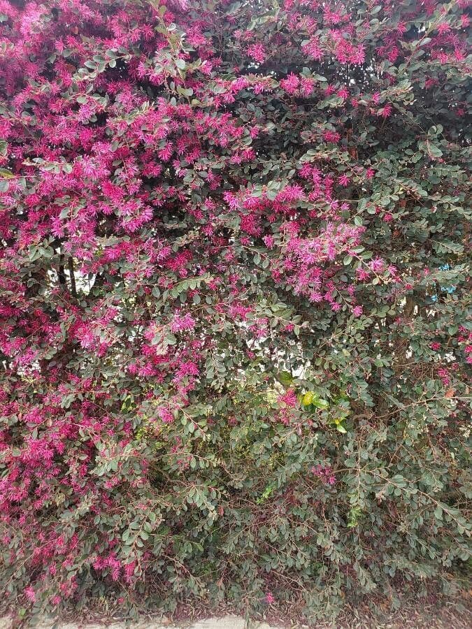 Loropetalum cinese 27
