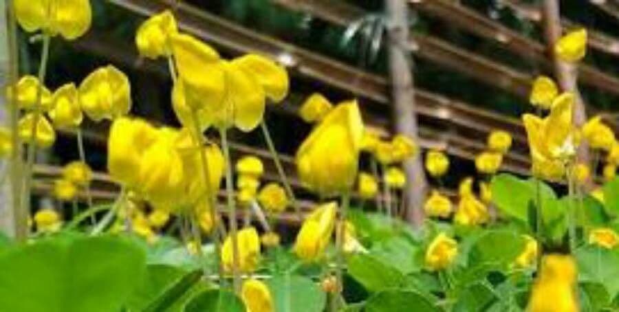 Arachis pintoi 2