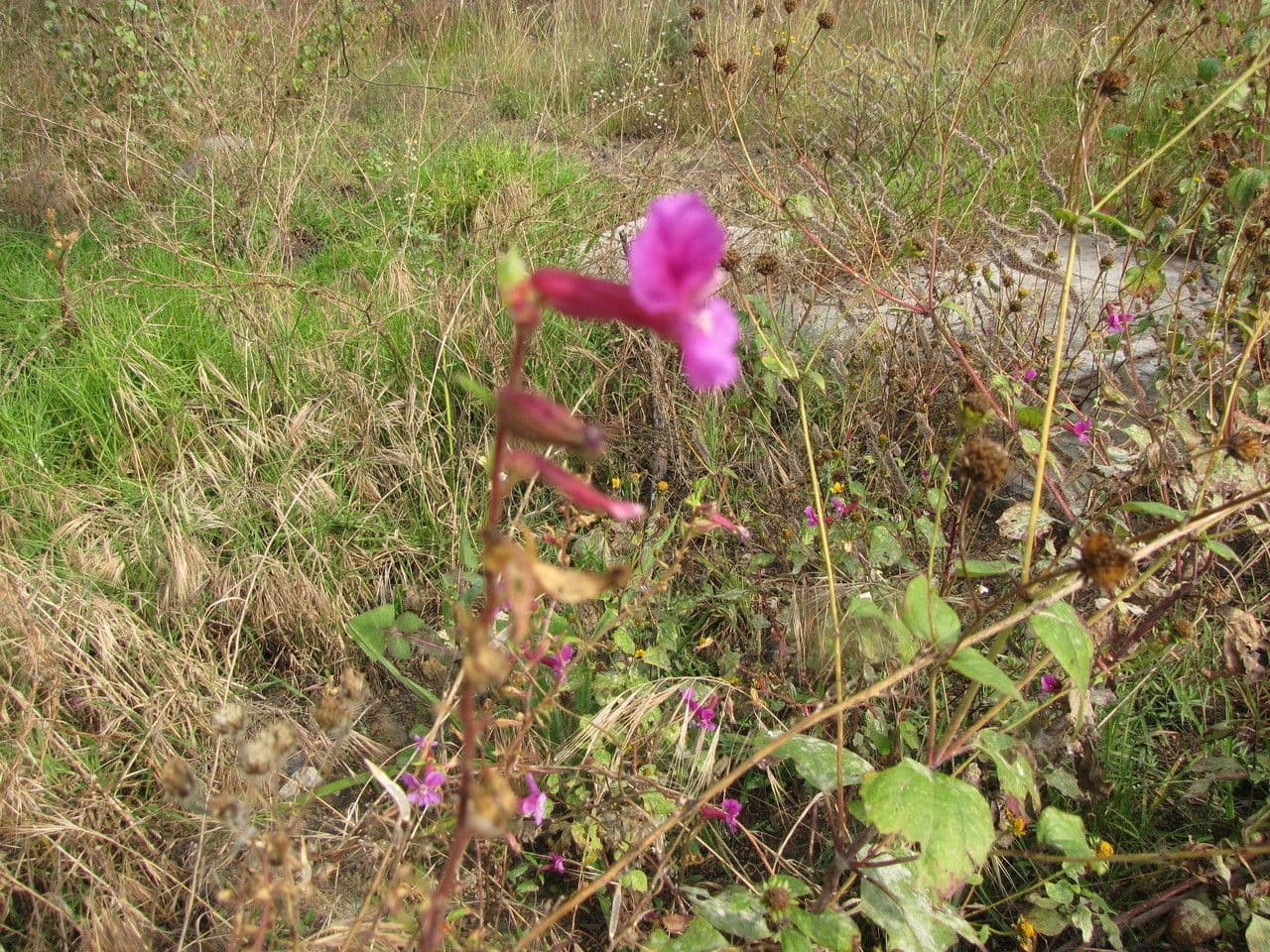 Cuphea 8