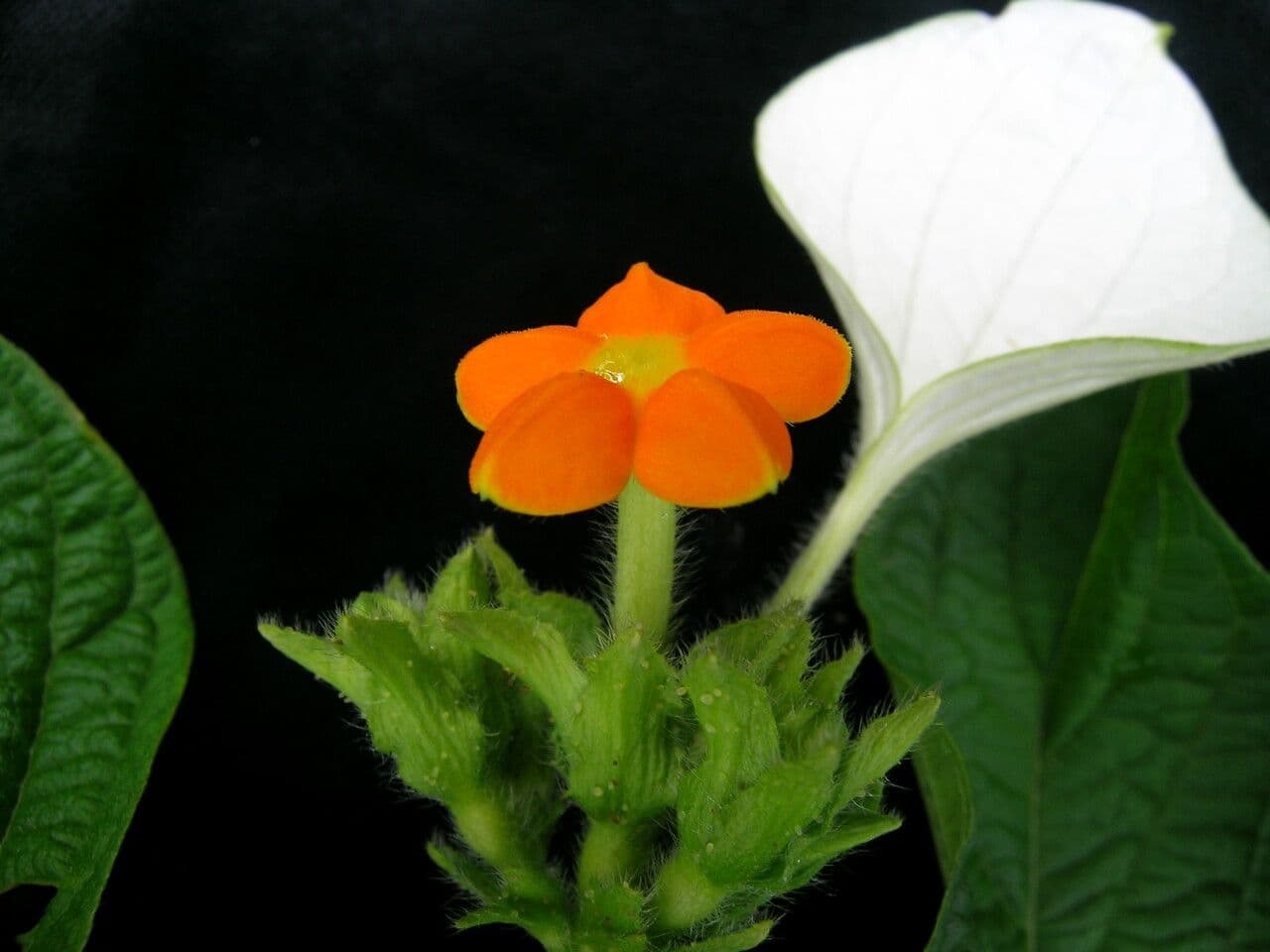 Mussaenda 3