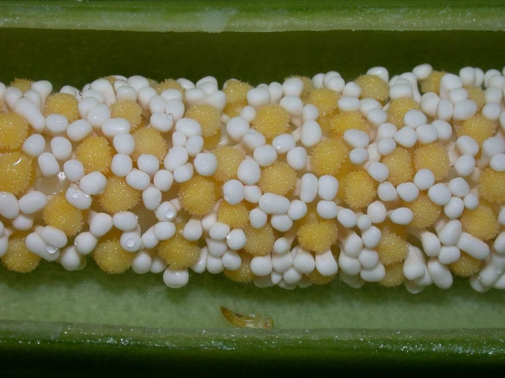 Dieffenbachia 27