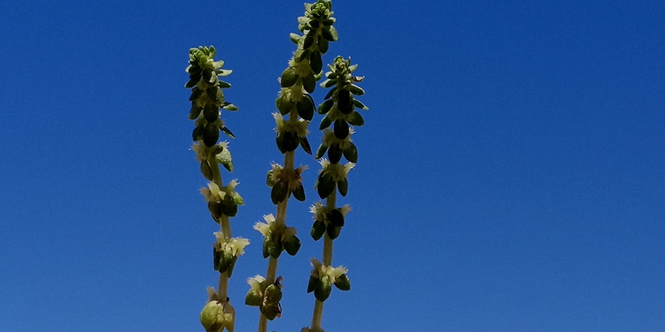 Valantia muralis 9