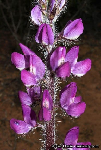 Borstiger Lupine 5