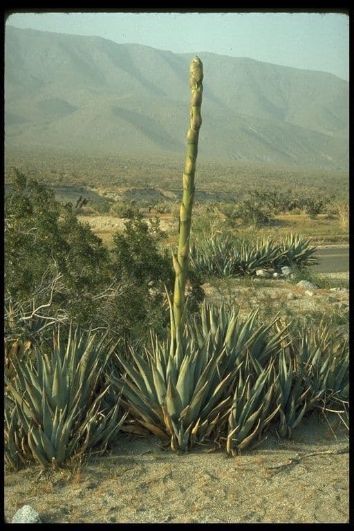 Wüsten-Agave 11