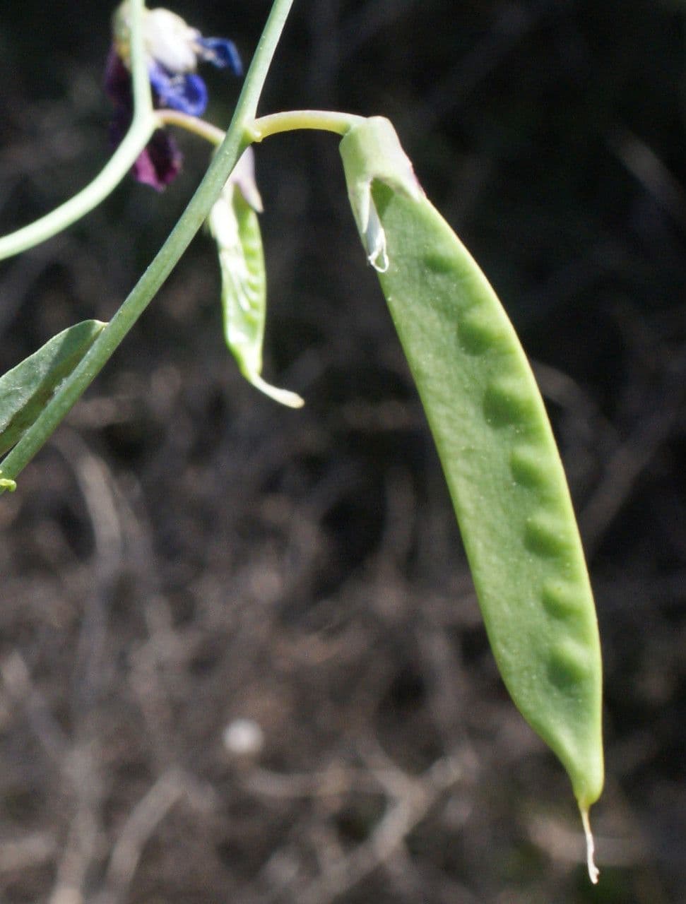 Cicerchia clymenum 2