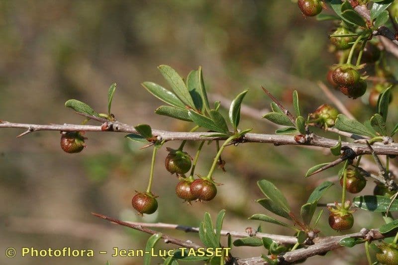 Flueggea tinctoria