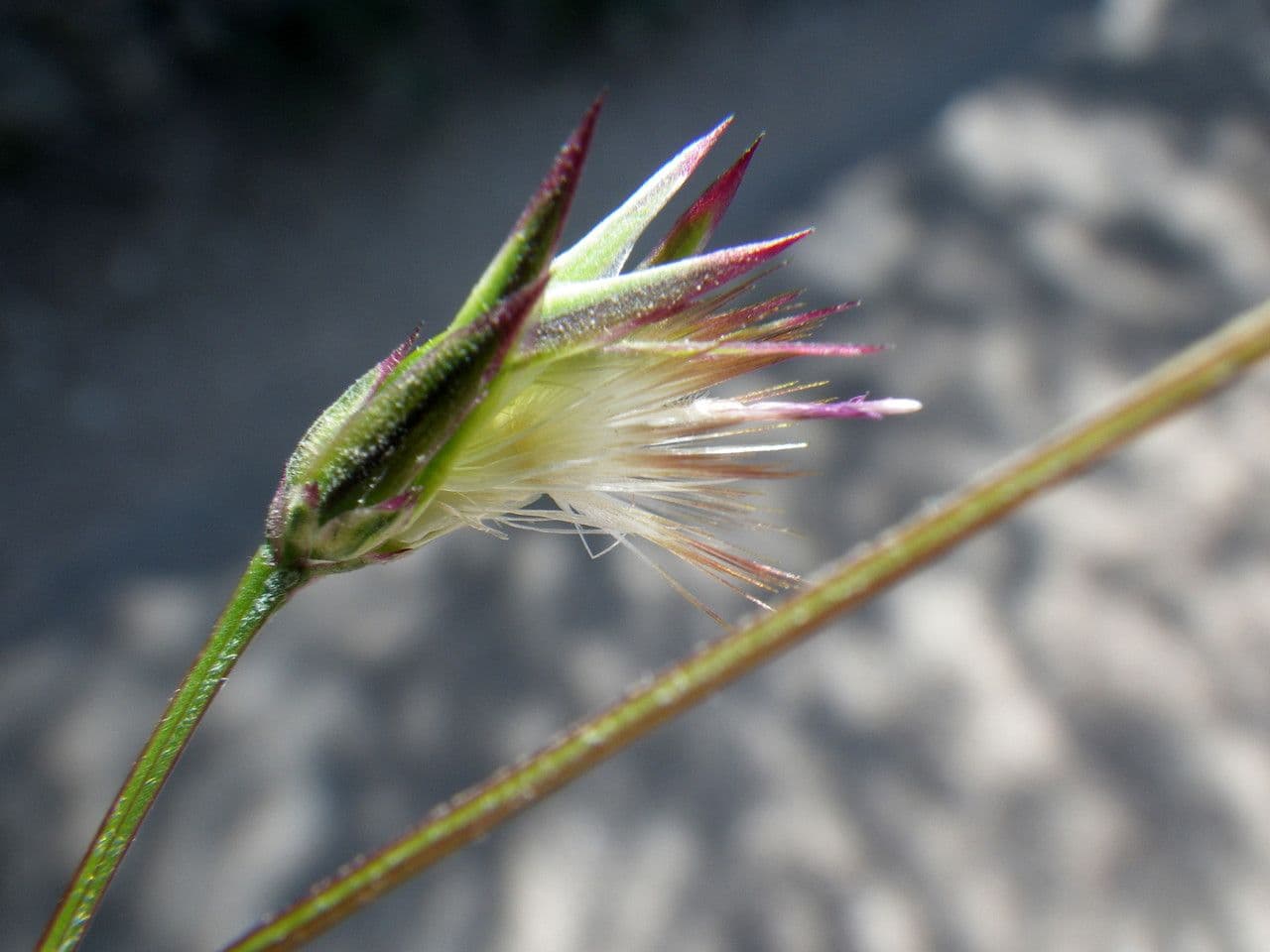 Crupina 2