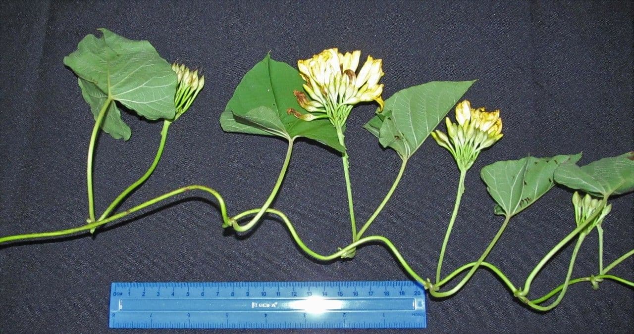 Merremia 24
