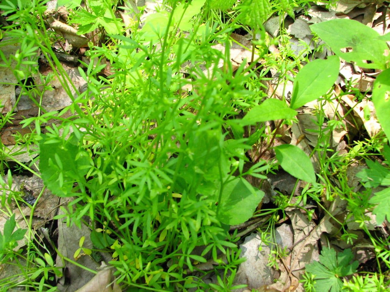 Floerkea proserpinacoides 11