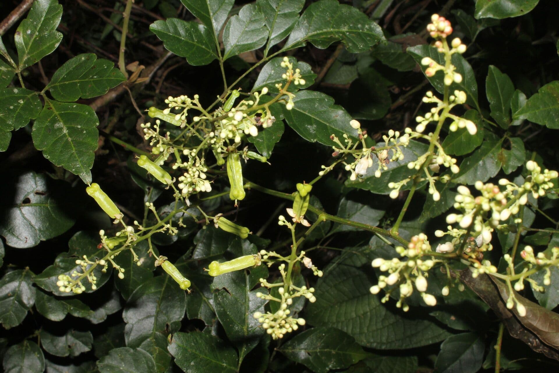 Serjania 7