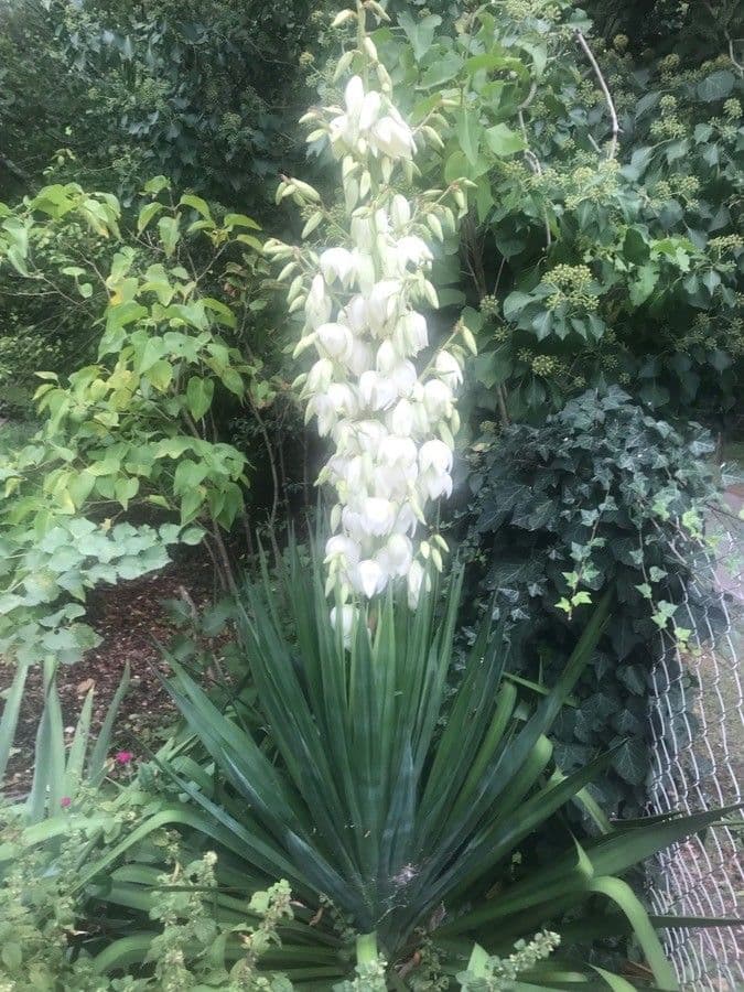 Schopf-Yucca 8