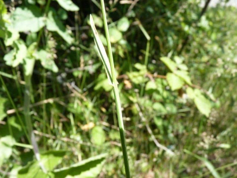 Fienarola compressa 25