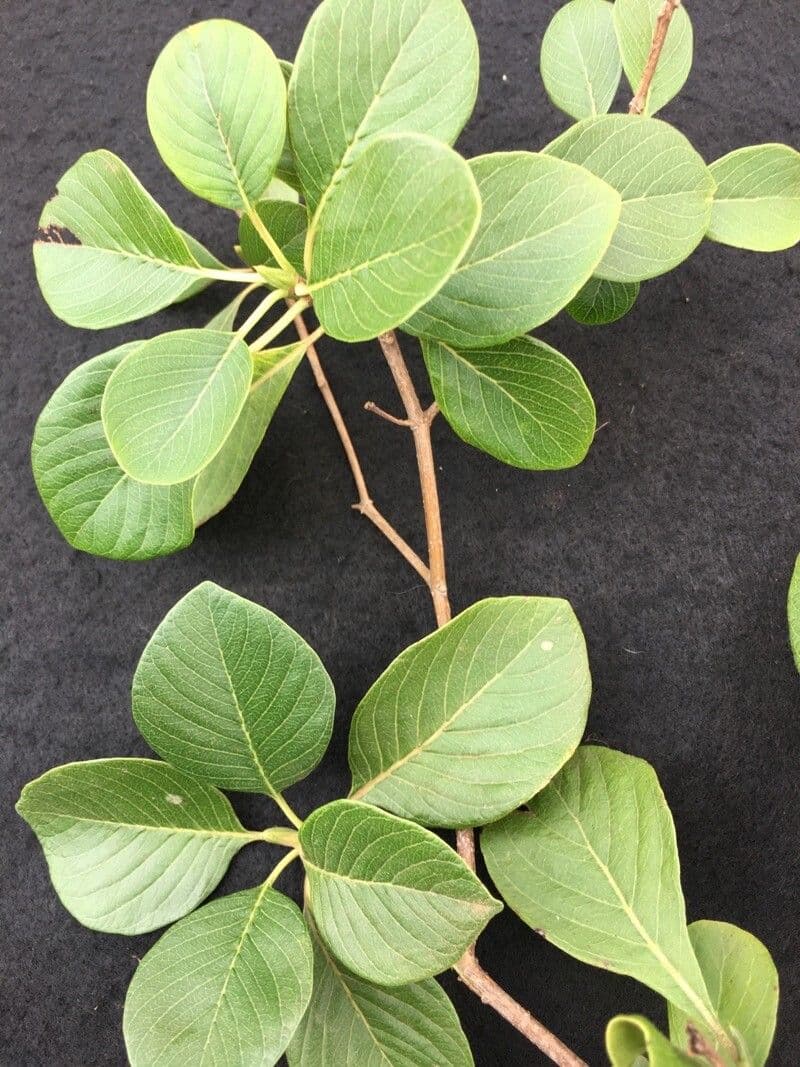 Calycophyllum