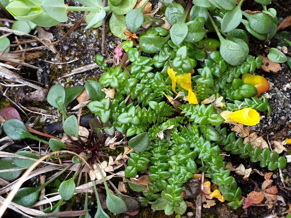Morisia monanthos 15