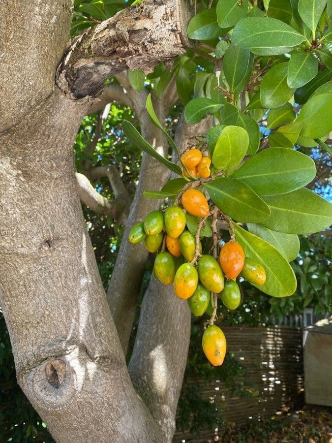 Karapofrucht 3