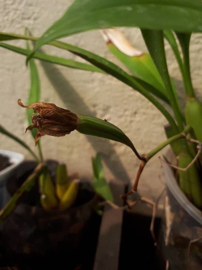 Coelogyne flaccida