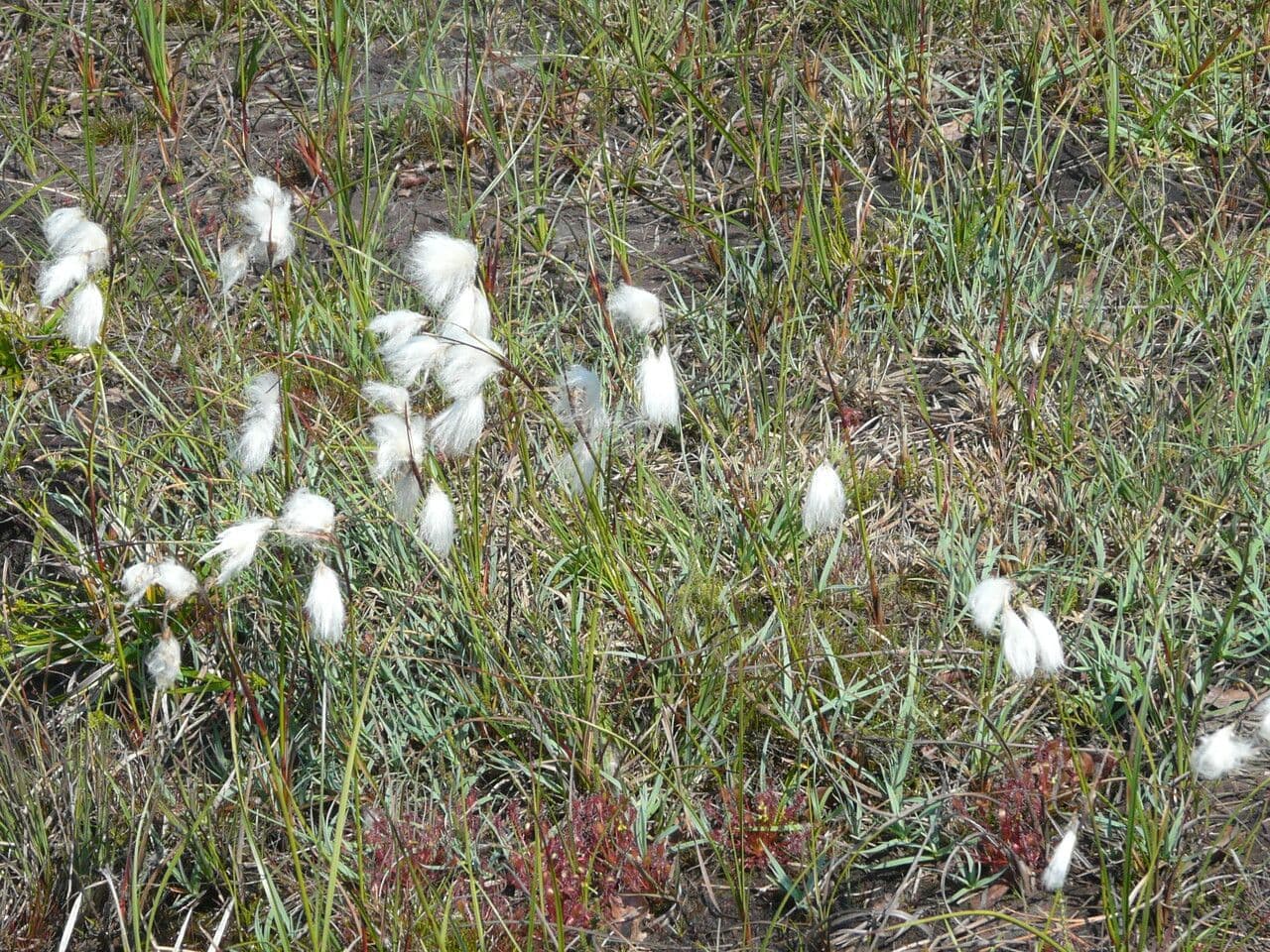 Schmalblättriges Wollgras