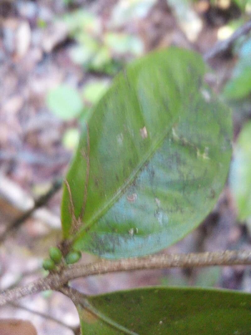 Cassipourea 5