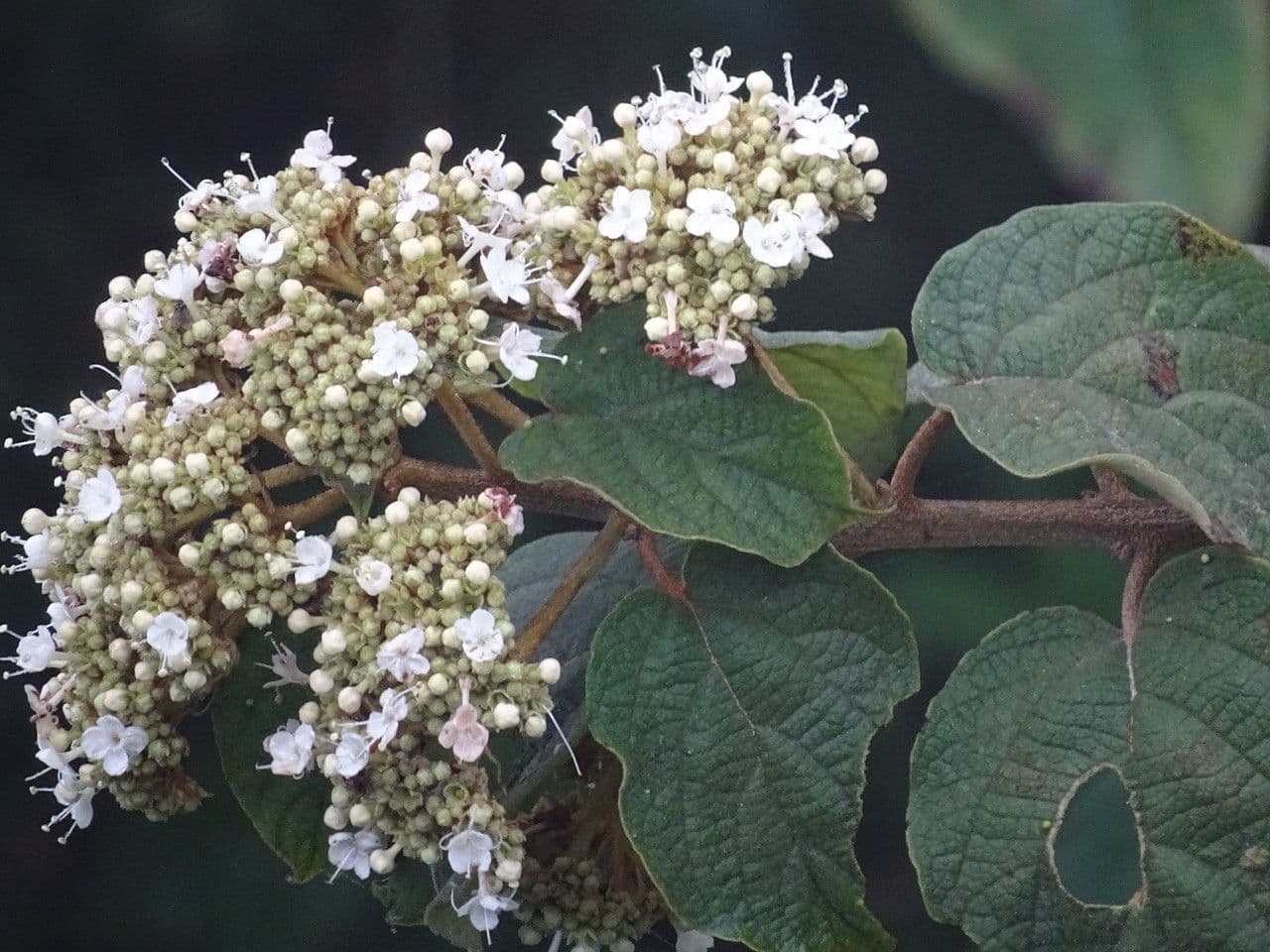Losbaum