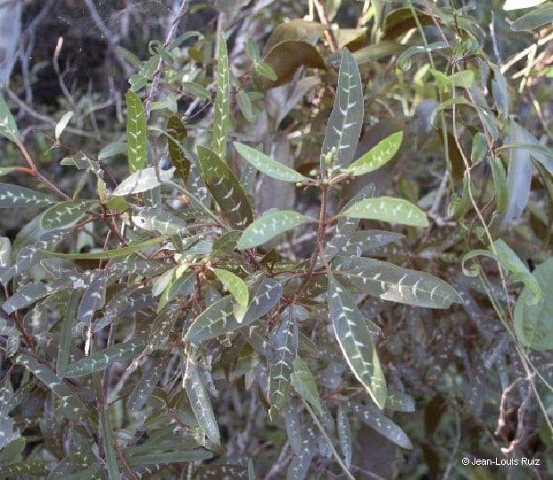Psicotria 8